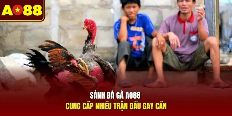 Sảnh đá gà AO88 cung cấp nhiều trận đấu gay cấn