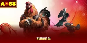 WS168 Đá Gà - Cẩm Nang Kèo Cược Và Mẹo Chơi Hiệu Quả 2026